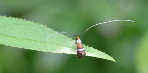 Adela australis